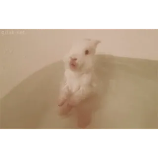 🛀 conejo, lindo, baño, animal, lavado, agua whatsapp sticker