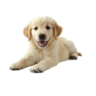 🌍 dog, puppy, golden retriever, animal, cute, pet, dog breed, domestic animal telegram sticker