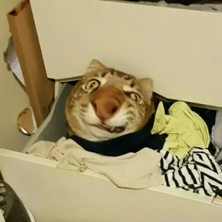 выпукиваем котов @voop_cats whatsapp stickers