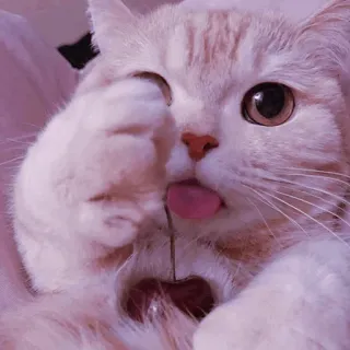 🐈‍⬛️ cat, cute, animal, cherry, tongue, wink telegram sticker