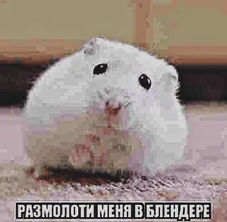 🐹 РАЗМОЛОТИ МЕНЯ В БЛЕНДЕРЕ chomik, słodki, zwierzę, zwierzak, śmieszne, mem telegram sticker
