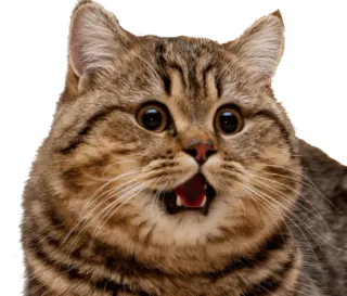 😱 cat, shocked, surprised, cute, animal, meme, funny telegram sticker