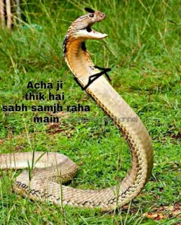 🤨 Acha ji
thik hai
sabh samjh raha
main Schlange, Kobra, Gras, Tier, Natur whatsapp sticker