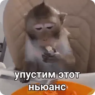 🤨 упустим этот нюанс monkey, animal, food, eating, meme whatsapp sticker