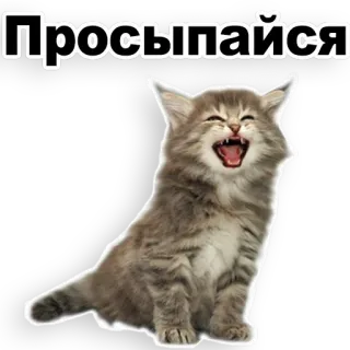 😊 Просыпайся gato, gatinho, fofo, animal, russo, acordar, engraçado, meme whatsapp sticker