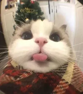 🤔 gato, animal, mascota, lindo, lengua, navidad whatsapp sticker