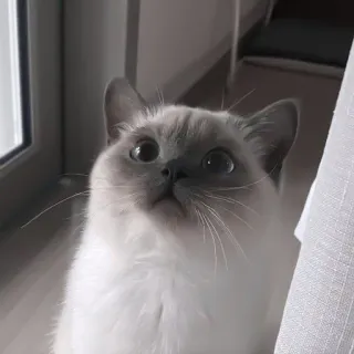 🎀 猫, 可爱, 宠物, 动物, 白猫, 灰猫 telegram sticker