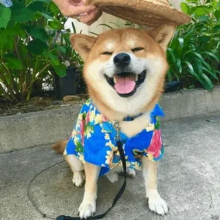 🐾 Hund, Shiba Inu, Fröhlich, Hawaiihemd, Tier, Süß whatsapp sticker