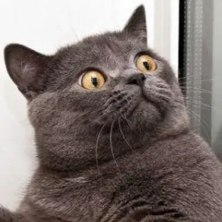😯 gatto, scioccato, sorpreso, meme, animale, gatto grigio, carino telegram sticker