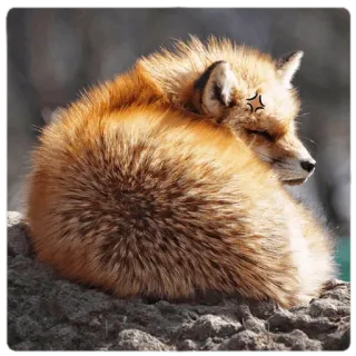 😠 fox, animal, cute, wildlife, nature telegram sticker
