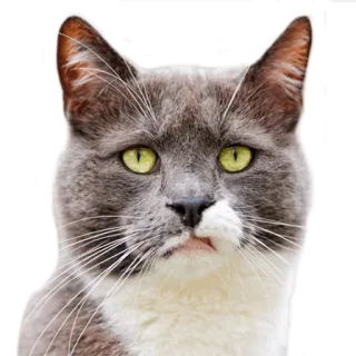 😠 Katze, Tier, Haustier, Haustier, Säugetier, graue Katze, Hauskatze telegram sticker