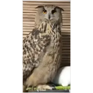 😐 owl, bird, animal, nature, wildlife telegram sticker