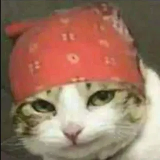 😏 Katze, Bandana, Haustier, Tier, Hauskatze, lustig, Meme telegram sticker