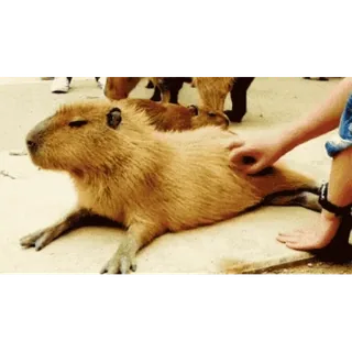 😏 capybara, animal, animal de compagnie, mignon, mammifère whatsapp sticker