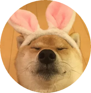 🐰 개, 시바견, 토끼 귀, 귀여운, 동물, 밈 telegram sticker