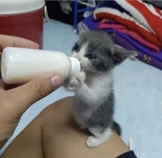 🥛 kitten, cat, baby animal, feeding, milk, bottle, cute telegram sticker