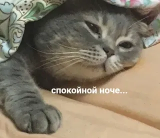 ✨ спокойной ночи... Katze, Schlaf, süß, Tier, Gute Nacht telegram sticker