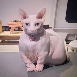 👑 gato, sphynx, sem pelo, animal de estimação, animal telegram sticker