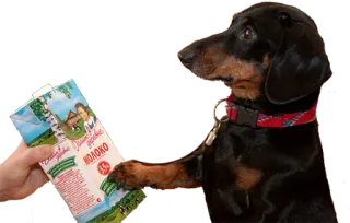 😋 Молоко собака, молоко, животное, русский, напиток whatsapp sticker