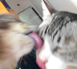 💋 gato, lambendo, cuidado, animais, animais de estimação telegram sticker