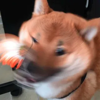 🌸 dog, shiba inu, pet, animal, flower, motion blur telegram sticker