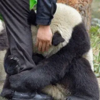 😒 panda, animal, abraço, fofo, urso, vida selvagem telegram sticker
