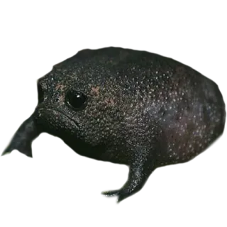 ☹️ frog, animal, wildlife, amphibian, nature telegram sticker