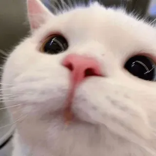 🐱 kucing, kucing putih, binatang, hewan peliharaan, binatang peliharaan, lucu, gembira telegram sticker