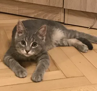 😯 Katze, Tier, Haustier, Haustier, graue Katze, Kätzchen telegram sticker