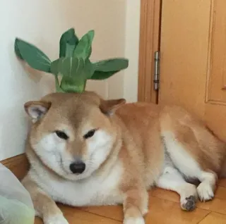 ❤️ dog, shiba inu, pet, animal, plant, cute telegram sticker