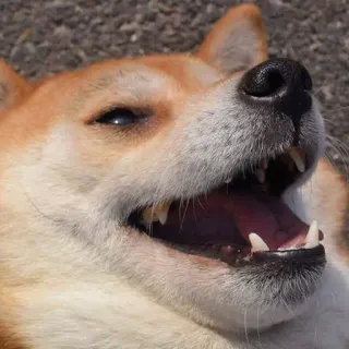 😂 dog, shiba inu, pet, animal, happy telegram sticker