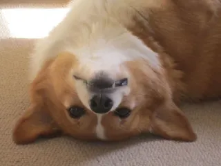 🙄 anjing, corgi, hewan, peliharaan, lucu, terbalik telegram sticker