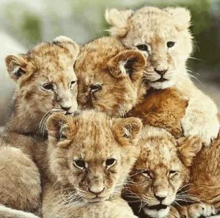 👨‍👩‍👧‍👦 львы, львята, животные, дикая природа, природа, детеныши telegram sticker
