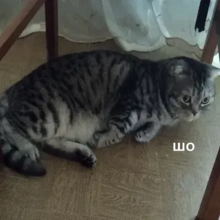 Кыц_Кыц telegram stickers
