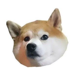 😥 собака, сиба ину, животное, домашнее животное, млекопитающее telegram sticker