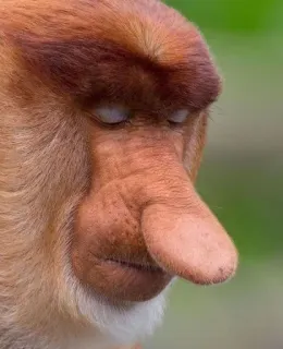 😔 nasica, scimmia, animale, fauna selvatica, natura, primata, a rischio estinzione telegram sticker