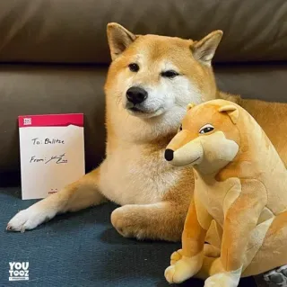 ❤️ Balltze To: Balltze
From: [signature] dog, shiba inu, plush, cute, letter telegram sticker