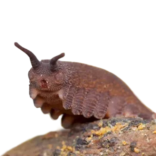 😡 слизень, морской слизень, животное, беспозвоночное, дикая природа, природа telegram sticker