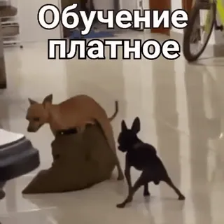 💰 Обучение платное cachorros, chihuahua, engraçado, meme, animais telegram sticker