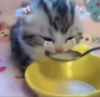 😭 小猫, 猫, 可爱, 哭, 牛奶, 勺子, 伤心, 卡哇伊 telegram sticker