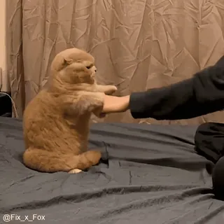 👊 @Fix_x_Fox 猫, 动物, 握手, 可爱, 宠物, 关系, 友善 whatsapp sticker