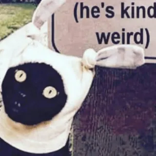 😦 (he's kind weird) engraçado, estranho, gato, animal, animal de estimação whatsapp sticker