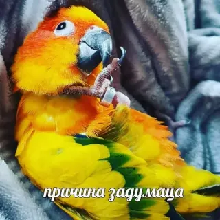 🤔 причина задумаца นกแก้ว, นก, สีส้ม, สีเหลือง, สัตว์เลี้ยง telegram sticker