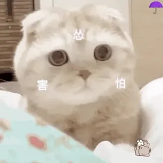 🐱 怂
害
怕 chat, mignon, animal, mème, autocollant, effrayé, craintif, triste whatsapp sticker