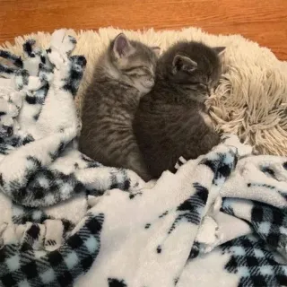 😽 고양이, 새끼 고양이, 자는, 동물, 애완 동물, 귀여운 telegram sticker