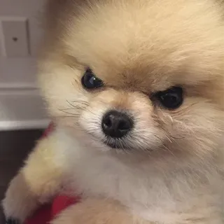😠 chien, poméranien, en colère, mignon, animal de compagnie telegram sticker
