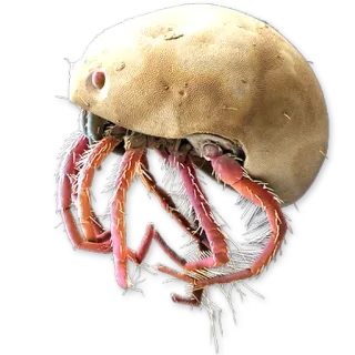 😺 arachnid, mite, parasite, arthropod, creature telegram sticker