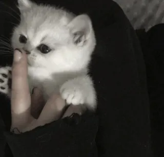 💓 котёнок, кот, милый, белый кот, питомец, животное, домашний кот whatsapp sticker