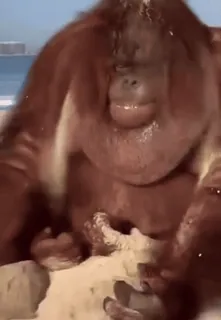 🐒 orangutan, ape, animal, mammal, wildlife, primate telegram sticker