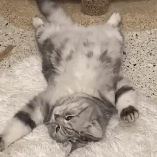 😴 猫, 動物, かわいい, グレー, 家庭, ペット, ネコ科 whatsapp sticker